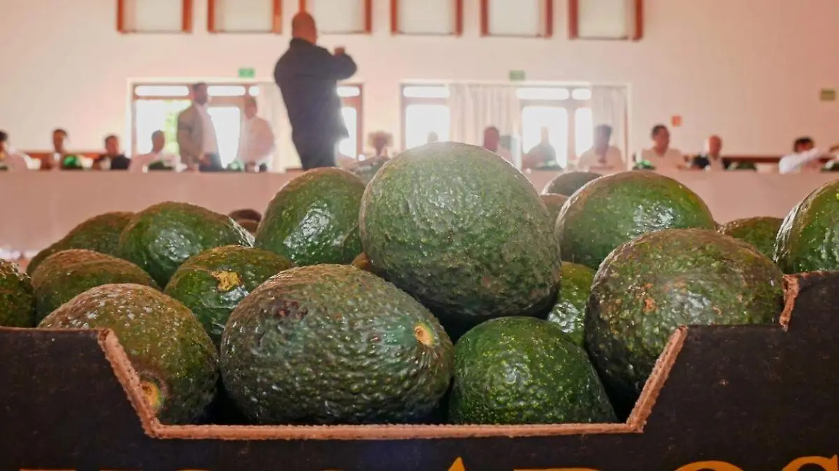 EU suspende actividades en Michoacán por inseguridad; exportación de aguacate queda en pausa